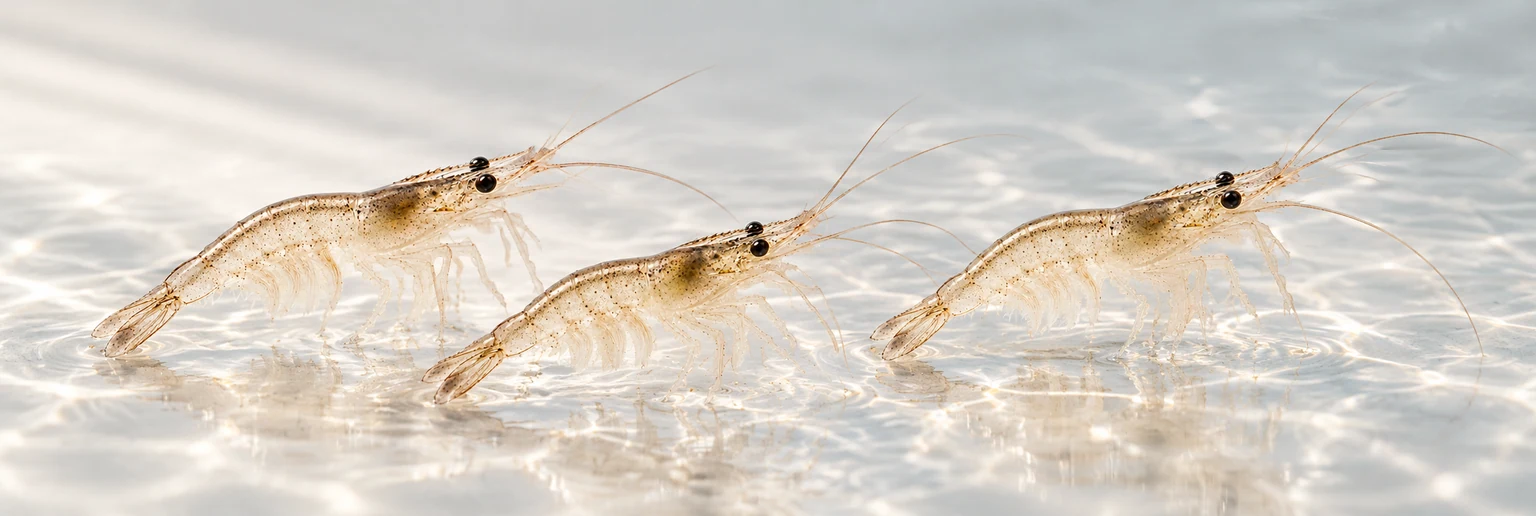 Shrimp Hatchery — Baly — illustrative scene